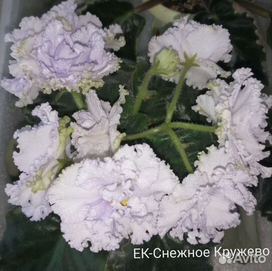 Сортовые фиалки