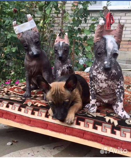 Ксолоитцкуинтли(мини) Вязка