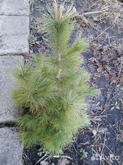 Молодые Кедры