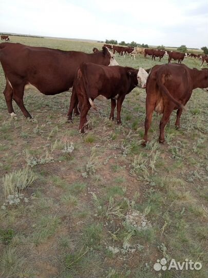 Телки казахско-белоголовые