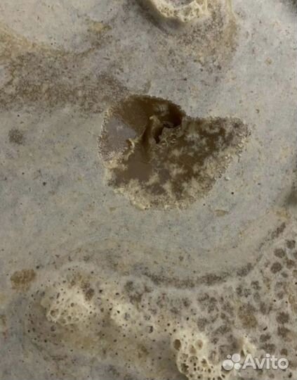 Мед оптом с Алтая 2023