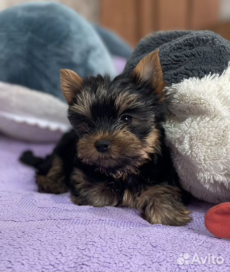 Йоркширский терьер