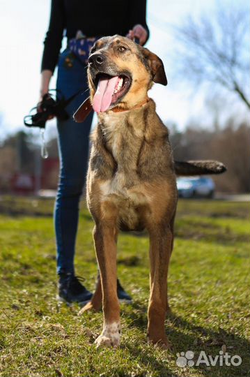 Нежный и ласковый пес из приюта хочет домой