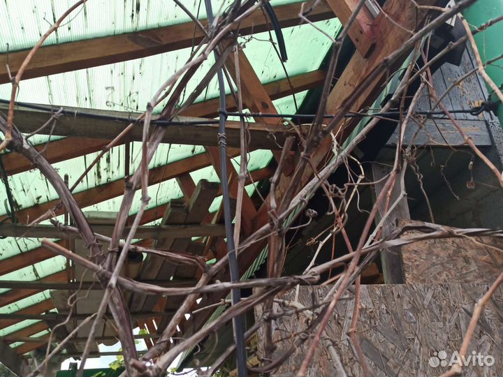 Виноградная лоза старая коряги