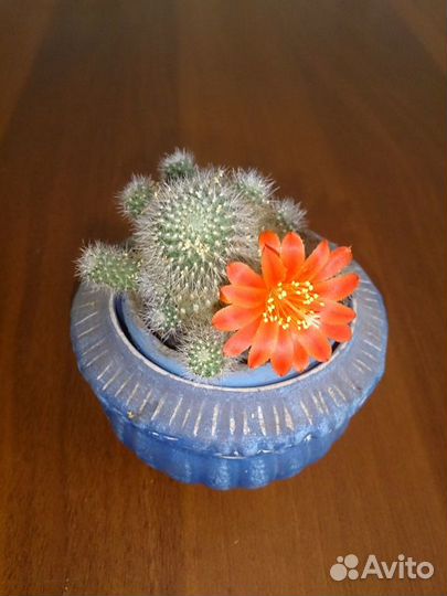 Кактусы Ребуция, столетник