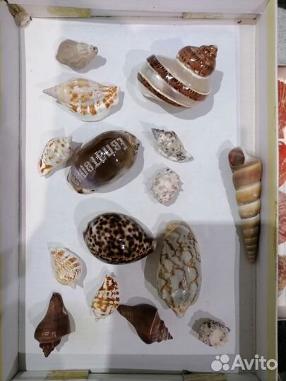 Ракушки для аквариума