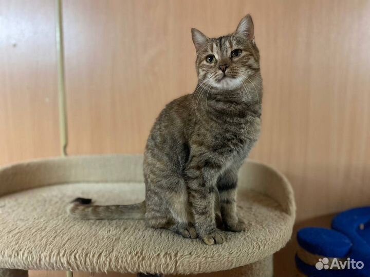 Кошечка Душка в добрые руки