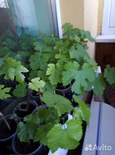 Саженцы винограда