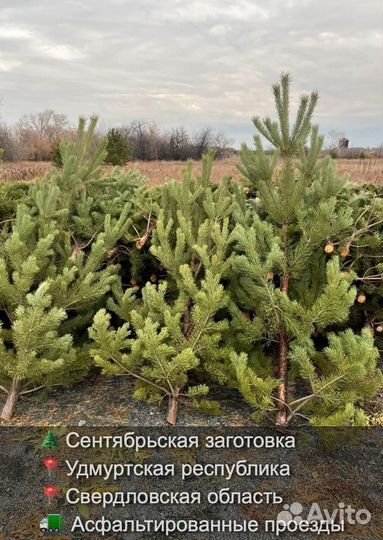 Сосна сентябрьская новогодняя опт