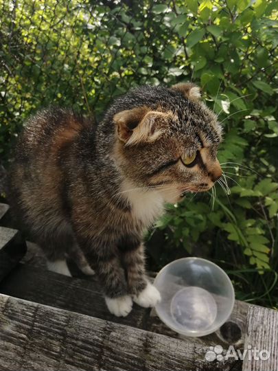 Кошка в добрые руки