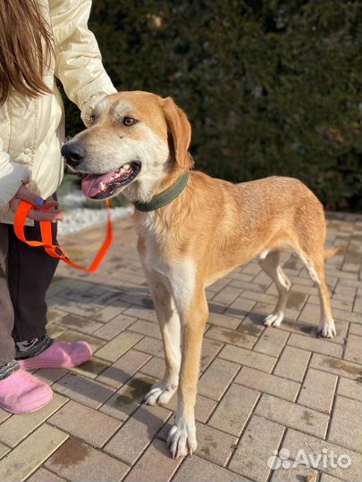 Собака кобель