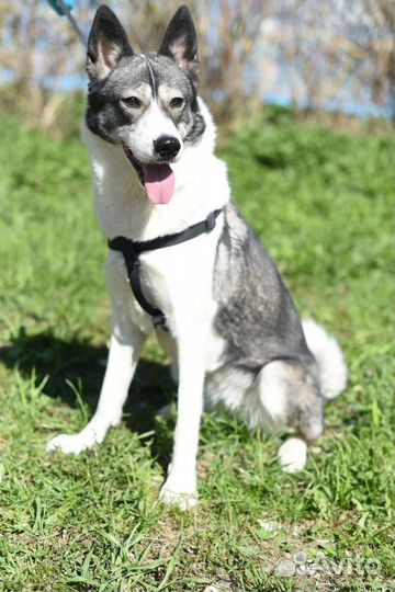 Западно сибирская лайка