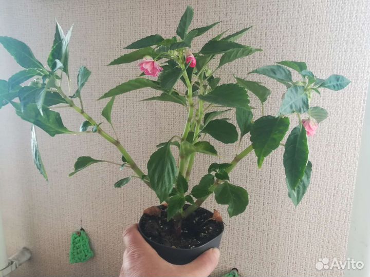 Бальзамин махровый