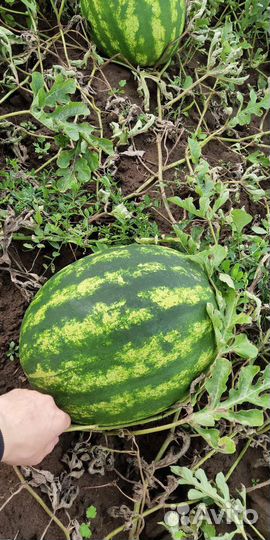 Арбузы домашние оптом