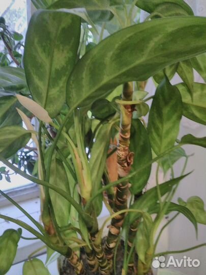 Диффенбахия