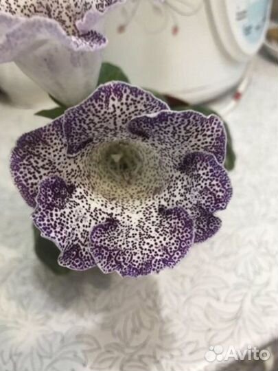 Домашние цветы