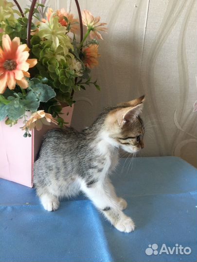 Лапушка ищет дом