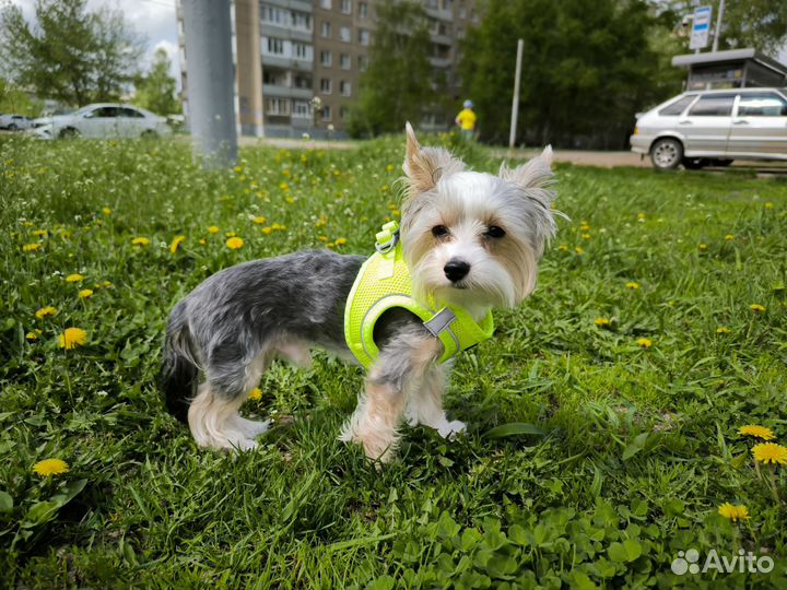 Шлейка для маленькой собаки