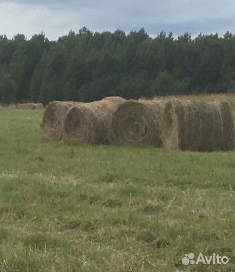 Сено 2023 года