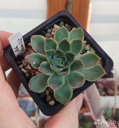 Здоровые эхеверии по 200