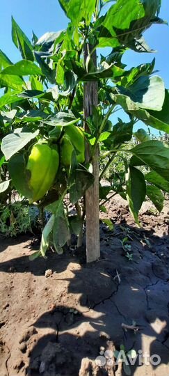 Биогумус (чистейший концентрат)