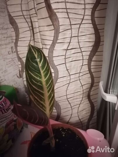 Аглаонема суматра