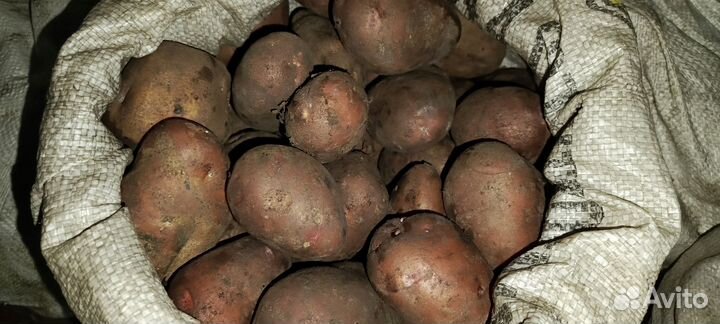 Картофель на посадку,еду, мелкий