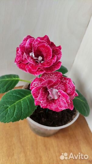 Глоксинии махровые