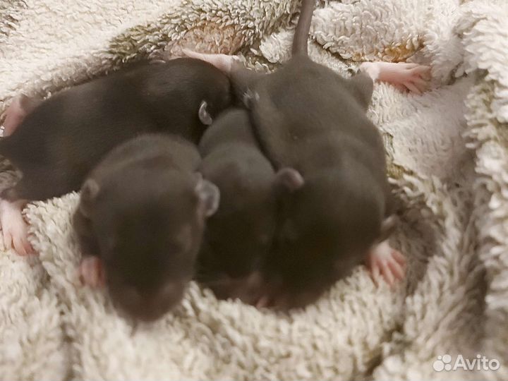 Крысы дамбо девочки