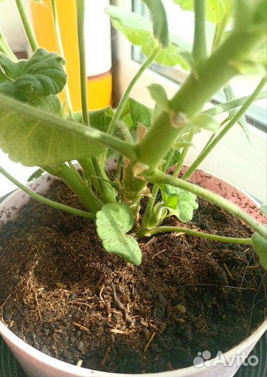 Пеларгония герань