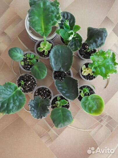 Фиалки сортовые. Детки и пасынки. Листовые черенки