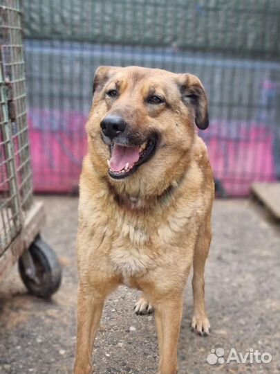 Спокойная и милая Кози в поисках дома