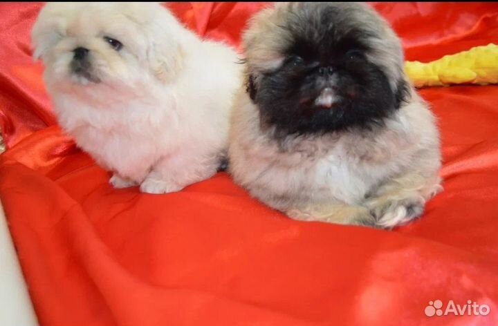 Щенки пекинеса
