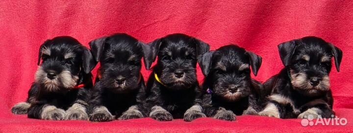 Девочки, РКФ