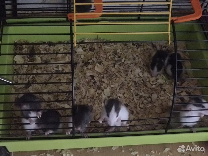 Крысята крысы