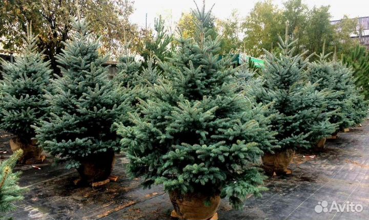 Ель Голубая