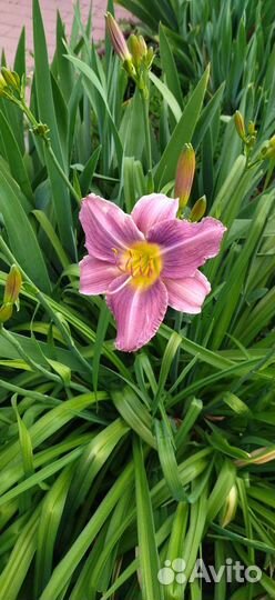 Лилейники сортовые