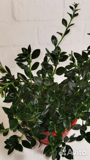 Гипоцирта – золотая рыбка, нематантус