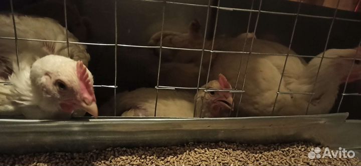 Тушки домашних цыплят бройлеров