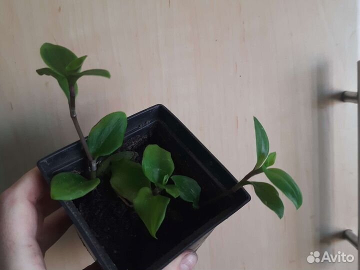 Традесканция 3 вида