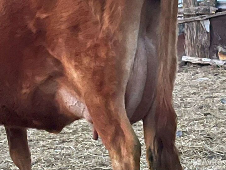 Коровы с телятами