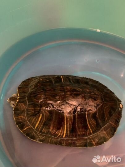 Красноухая черепаха