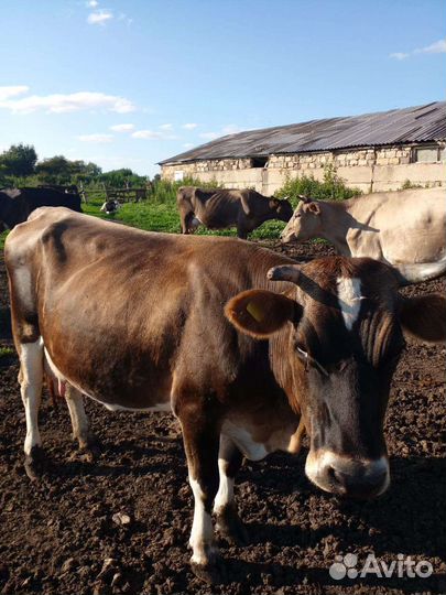 Коровы дойные молочные