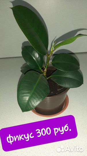 Фикус