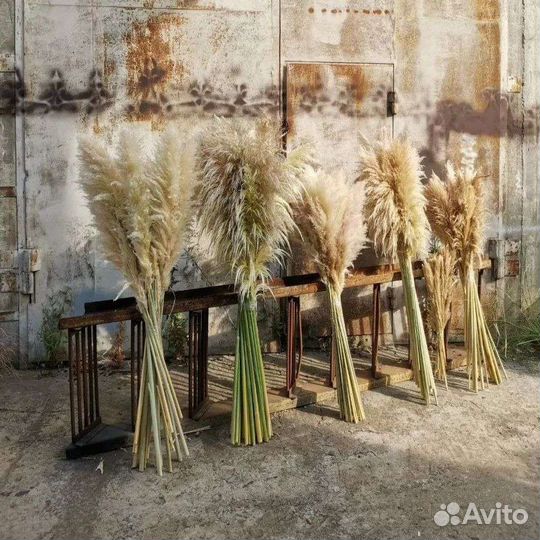 Кортадерия. Пампас. Сухоцветы