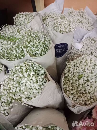 Цветы гипсофила