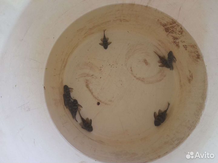 Номерные сомы, гипанциструсы