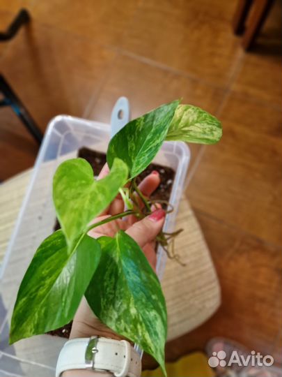 Эпипремнум Марбл Квин, Хэппи Лиф, Монстера