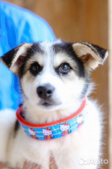 Помогите Моне не попасть в клетку приюта