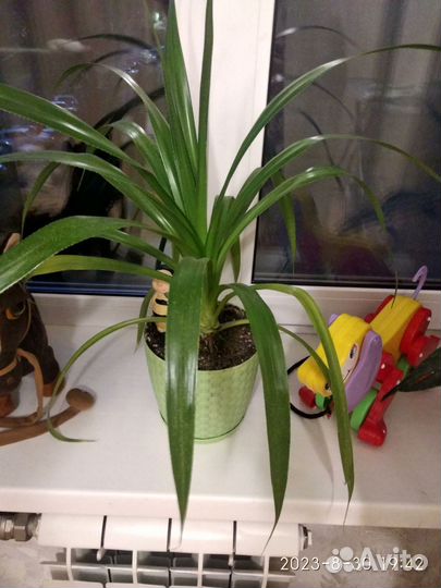 Панданус для дома/офиса